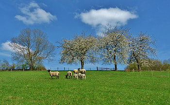 Animals, Landscape, Trees, Field, Sheep, Sheeps HD wallpaper