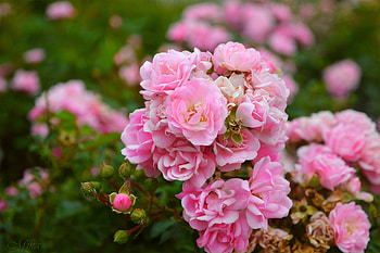 Pink Roses, pink, nature, roses, beauty HD wallpaper