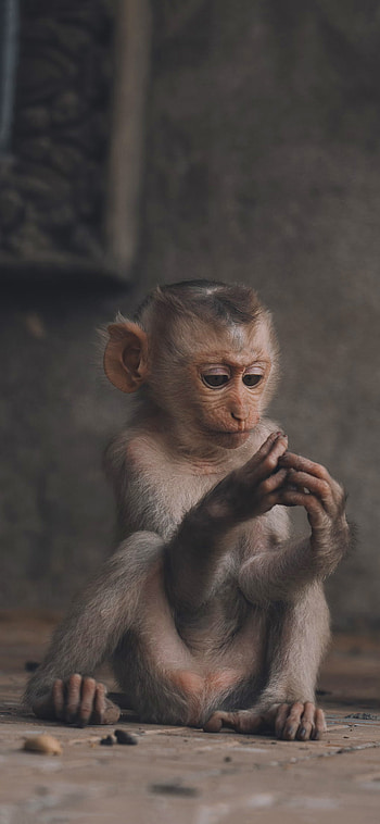 Monkey, monkey , nature graphy, wildlife lovers HD phone wallpaper