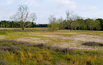 Nature, Flowers, Trees, Field, Meadow HD wallpaper