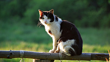 Animals, Sit, Cat, To Lie Down, Lie, Fence HD wallpaper