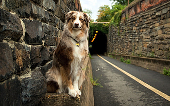 Border Collie, Animals HD wallpaper