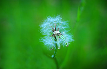 Macro, Blur, Smooth, Dandelion, Fluff, Fuzz HD wallpaper