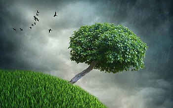 Nature : Spring Rain High Resolution for HD wallpaper