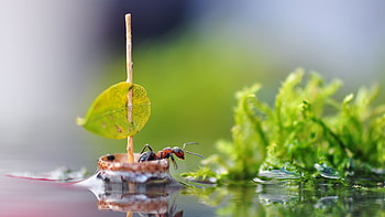 Ant In A Boat HD wallpaper