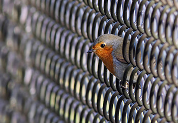 Bird Robin, robins, birds HD wallpaper
