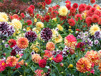 Flowers, Bright, Multicolored, Dahlias HD wallpaper