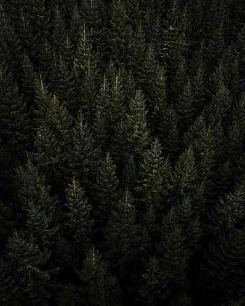 Nature, Trees, Pine, View From Above, Forest, Needles HD phone wallpaper