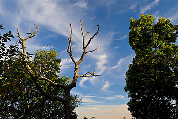 Nature, Trees, Grass, Sky, Clouds HD wallpaper