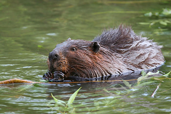 Beaver solutions, Land conservation, Habitat restoration, Wildlife protection HD wallpaper