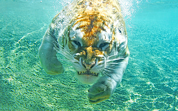 diving tiger, blue, tiger, water, diving HD wallpaper