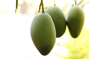 Gorgeous mango , Luscious fruit, Vibrant hues, Tasty and nutritious HD wallpaper