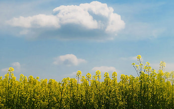 Rapeseeds, clouds, flowers, field, spring HD wallpaper