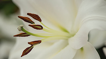 White lily flower, Macro graphy, Ultra , Best background HD wallpaper