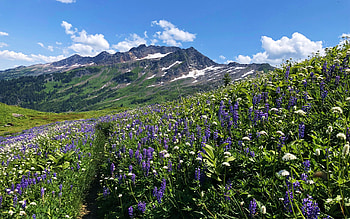 Central Cascades, WA, wildflowers, washington, landscape, clouds, sky, mountains, usa HD wallpaper