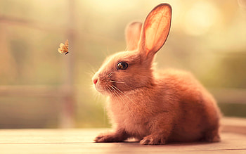 Bunny, Cute bunny resolution, , Animal HD wallpaper