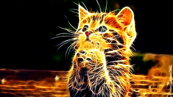 Praying Cat High Resolution , Praying Cat For PC computers, background HD wallpaper