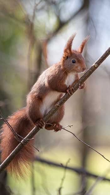 Squirrel, Animal, Keywords, Keywords HD phone wallpaper