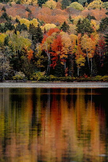Colorful autumn forest reflecting on a calm lake, showcasing vibrant fall foliage. HD phone wallpaper