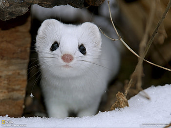 Animals, Ferrets HD wallpaper