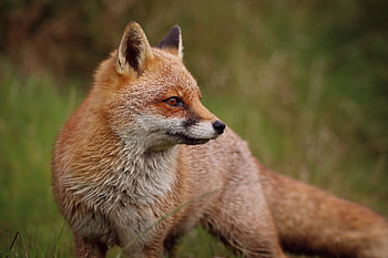 Animals, Fox, Predator, Animal, Profile HD wallpaper
