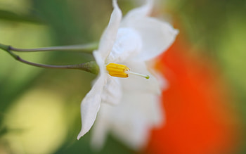 Macro, Petals, Blur, Smooth, White Flower HD wallpaper