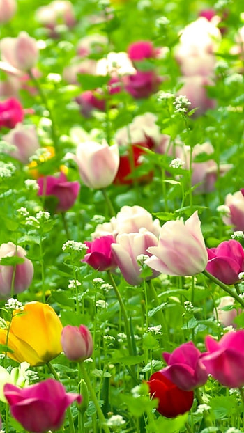 Flowers , Flowers Background HD phone wallpaper