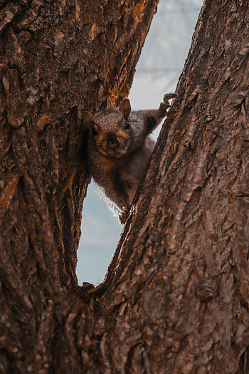 Animals, Squirrel, Wood, Tree, Brown, Animal HD phone wallpaper