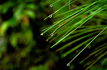 Nature, Needle, Drops, Macro, Fir, Spruce HD wallpaper
