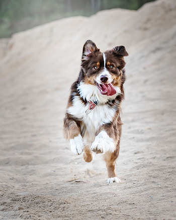 Animals, Dog, Protruding Tongue, Tongue Stuck Out, Run Away, Run, Satisfied, Content HD phone wallpaper