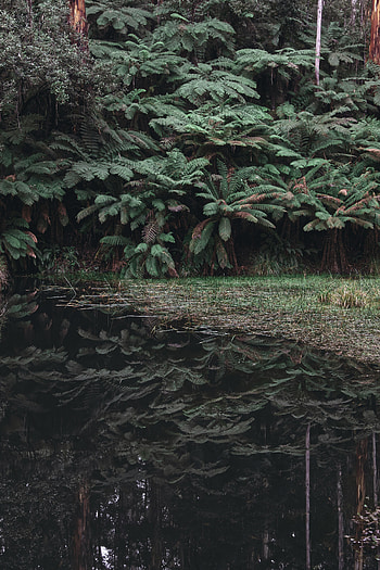 Nature, Leaves, Bush, Lake, Reflection HD phone wallpaper