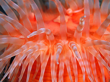 Sea Anemone, Tentacles , background HD wallpaper