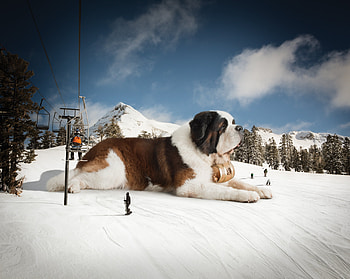 Animals, Mountains, Snow, Huge, St. Bernard, Saint Bernard HD wallpaper