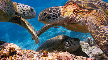 Blue Planet 2 review, Coral reef marvels, Turtle's spirit, Nature's therapeutic wonders HD wallpaper