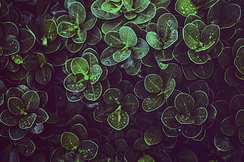 Fresh green leaves covered in dew, showcasing natural beauty and vitality. HD wallpaper