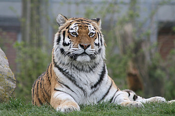 Animals, Predator, Big Cat, Sight, Opinion, Tiger, Paws HD wallpaper