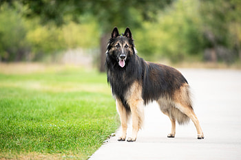 Belgian Tervuren, Train a Belgian, Training tips, Obedience HD wallpaper
