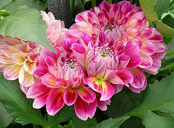 Flowers, Leaves, Disbanded, Loose, Dahlias HD wallpaper