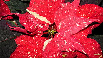 Poinsettia, Beautiful flower, Holiday symbol, Vibrant colors HD wallpaper