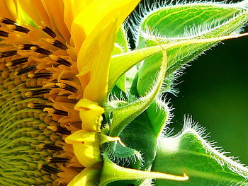 Flower For You, graphy, petals, yellow, flower, green, beautiful, nature HD wallpaper