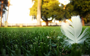 Landscape, Grass, Art , Feather HD wallpaper