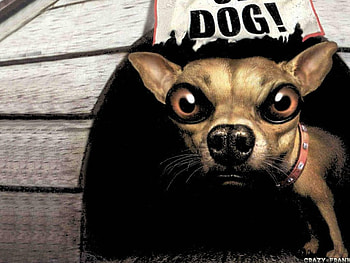 Beware of Dogs!, dog, poster, doghouse HD wallpaper