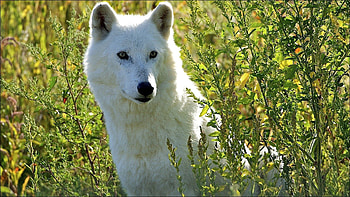 Animals, Grass, Dog, Muzzle, Wolf, Sight, Opinion HD wallpaper