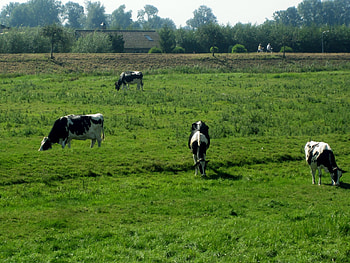 Cows, bikes, green, trees, nature, grass HD wallpaper