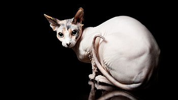 Calico, Sphynx HD wallpaper
