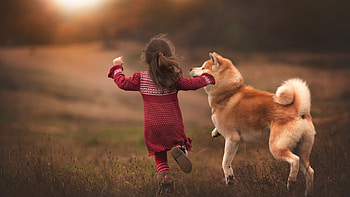 Akita with children, Shiba Inu running, Beautiful adult tan Akita, Lovely family HD wallpaper