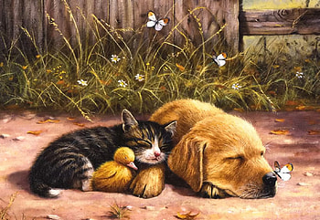 Sleeping Friends, dog, cat, animals, sleep HD wallpaper