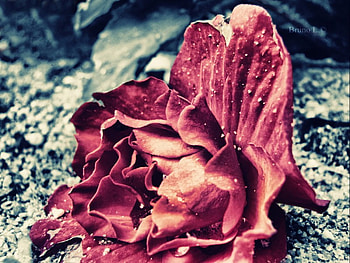 Torn Apart, graphy, color splash, red, flower HD wallpaper