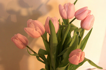 Tulips, bunch, leaves, flowers HD wallpaper