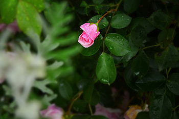 Flowers, Drops, Bush, Flower, Rose Flower, Rose, Bud HD wallpaper